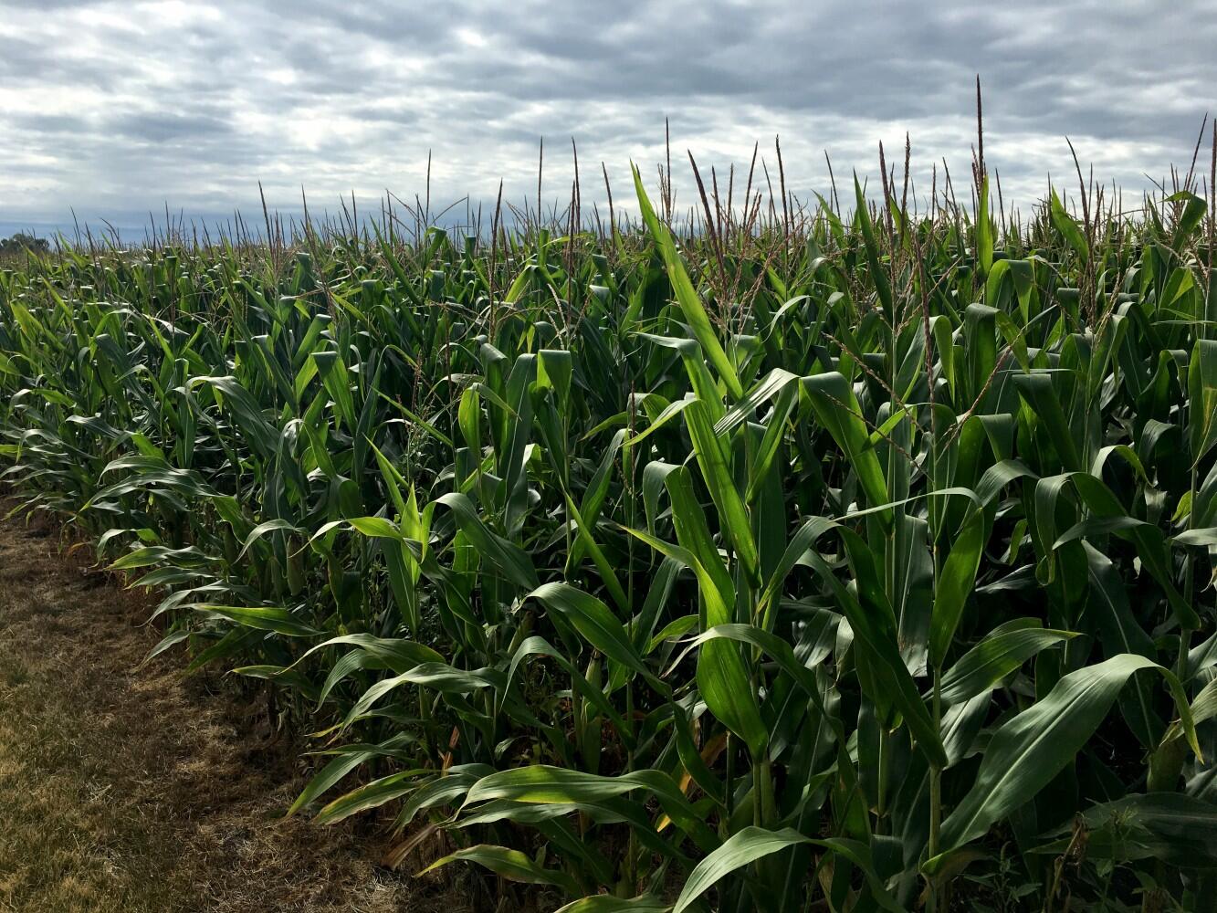 Corn and other crops are not adapted to benefit from elevated carbon